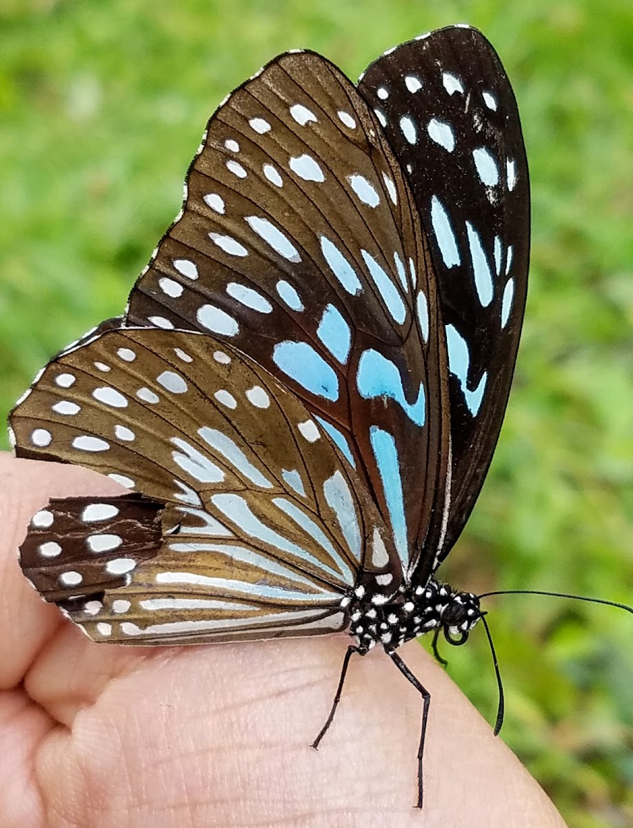 Blue tiger