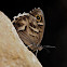 Festón blanco (Striped grayling)