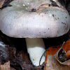 Russula