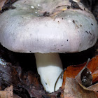 Russula