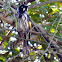 New Holland Honeyeater