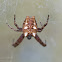 tropical tent-web spider