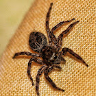 Jumping Spider