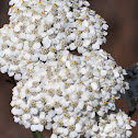 Yarrow