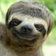 Sloth - New Tab in HD