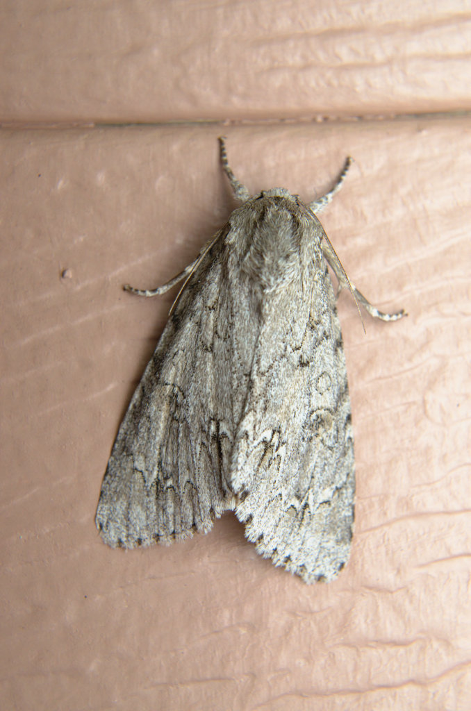 American Dagger Moth