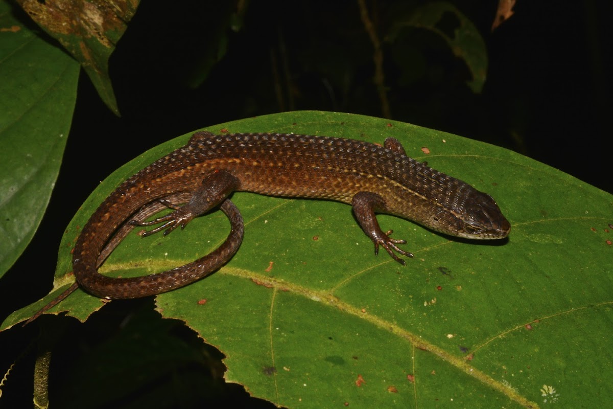 Skink