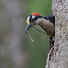 Black-cheeked Woodpecker