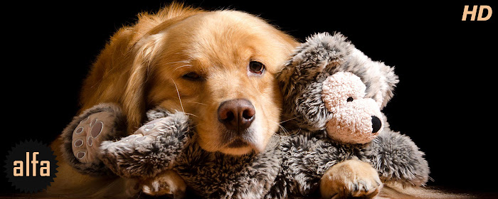 Golden Retriever Dogs & Puppies New Tab Theme marquee promo image