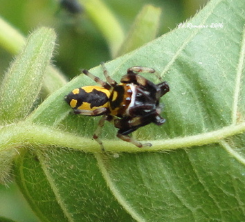 Jumping Spider