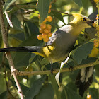 Long-tailed silky-flycatcher