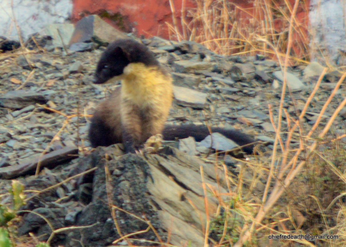 yellow-throated marten