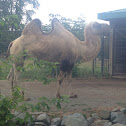 Bactrian camel