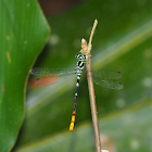 Damselfly (R. viridatum)