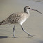 Whimbrel