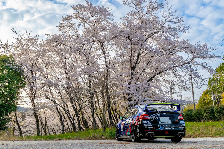 WRX STIのサクラと愛車に関するカスタム事例の投稿画像1枚目