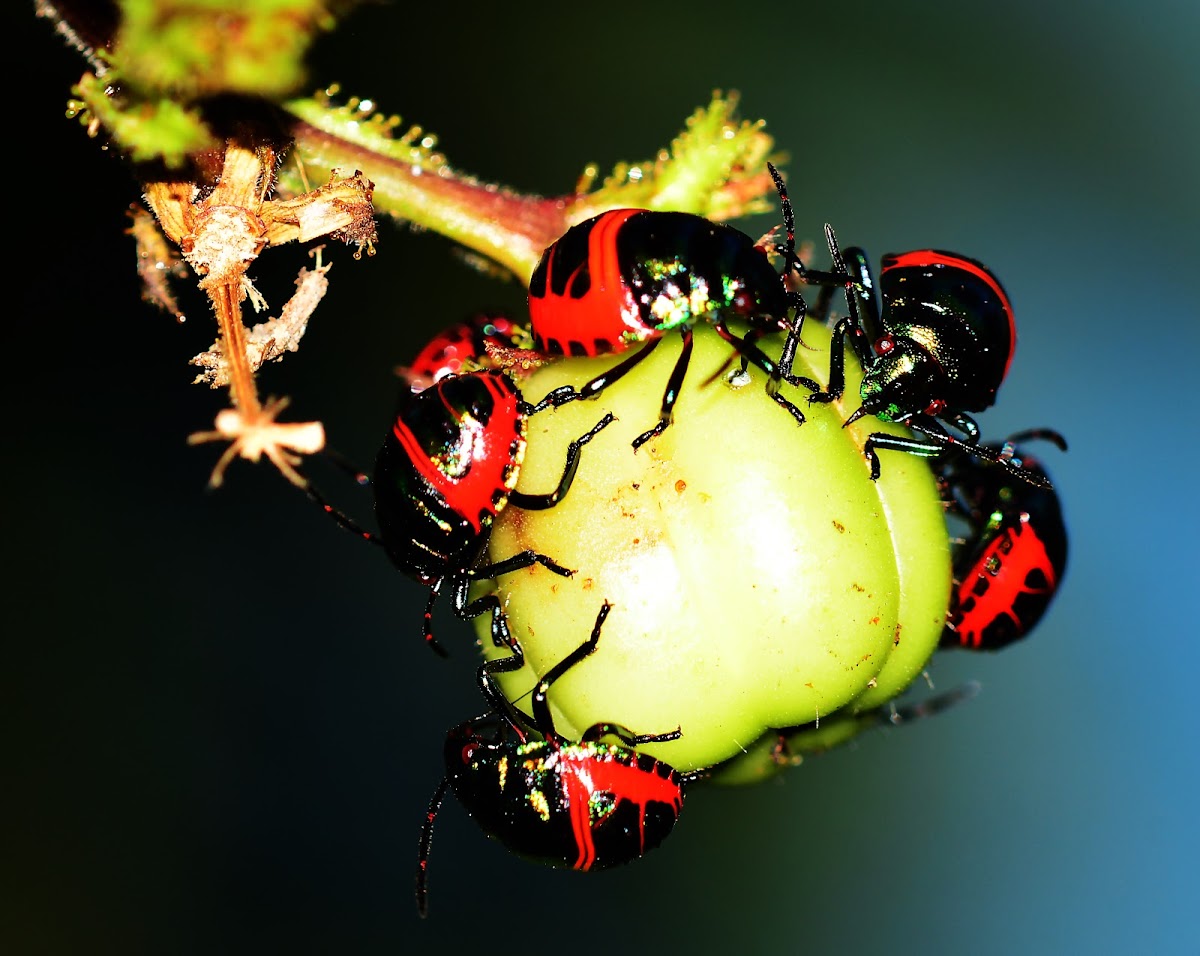 Jewel bug  nymphs