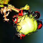 Jewel bug  nymphs