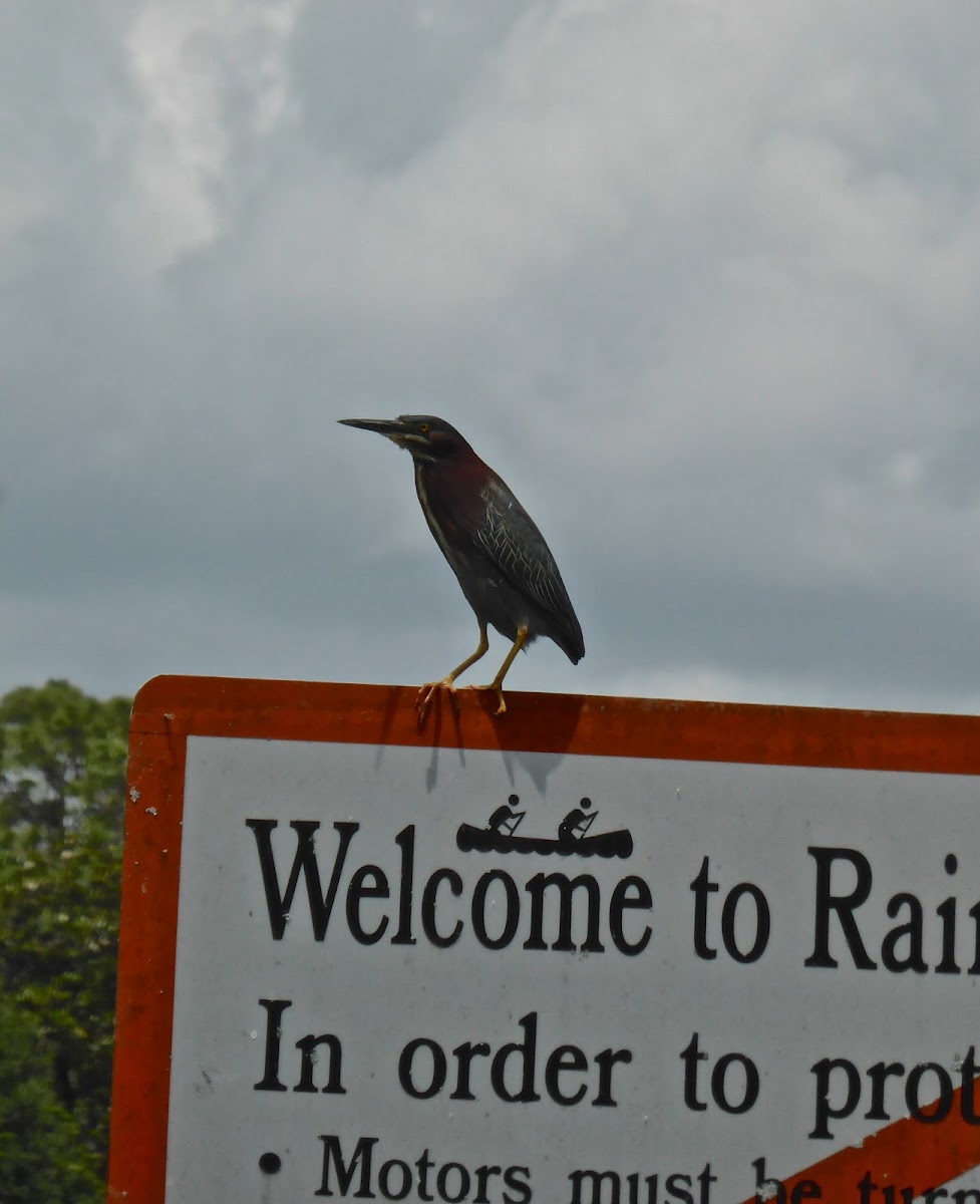 Green Heron