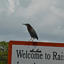 Green Heron