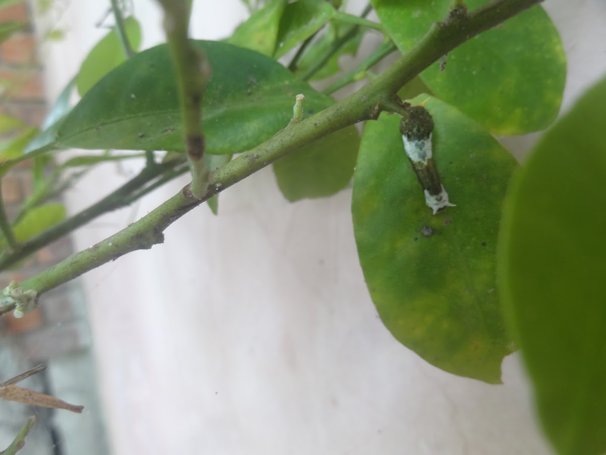 swallowtail caterpillar