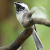 Black-capped Chickadee