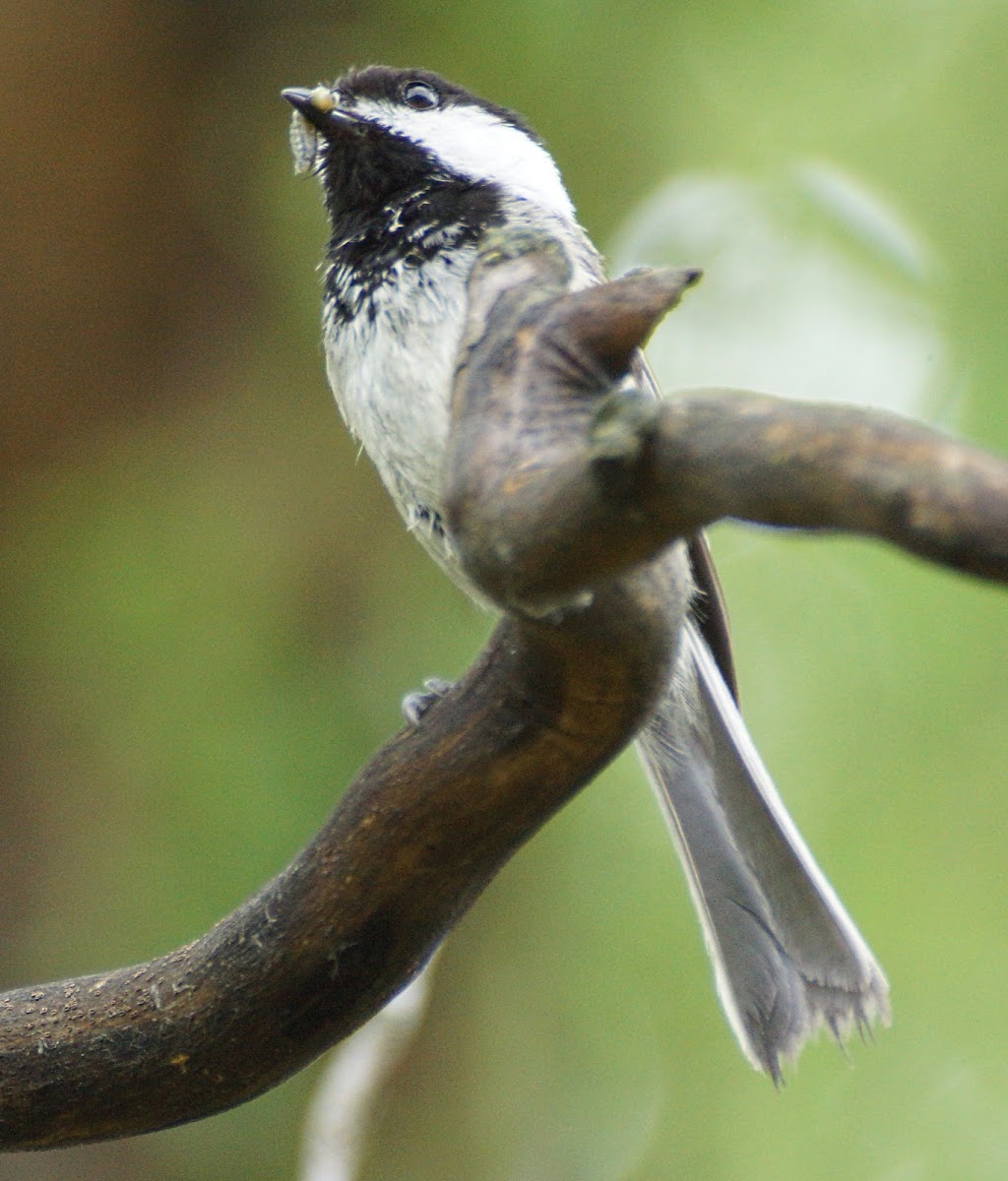 Black-capped Chickadee