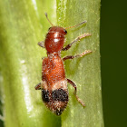 Checkered Beetle