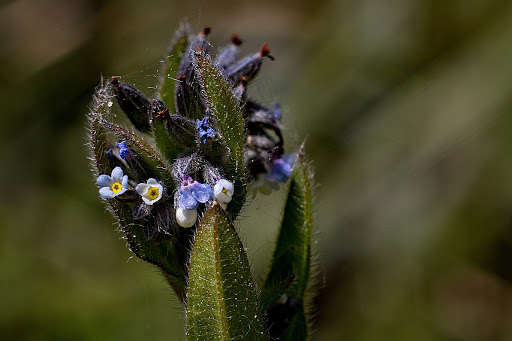 Myosotis discolor dubia