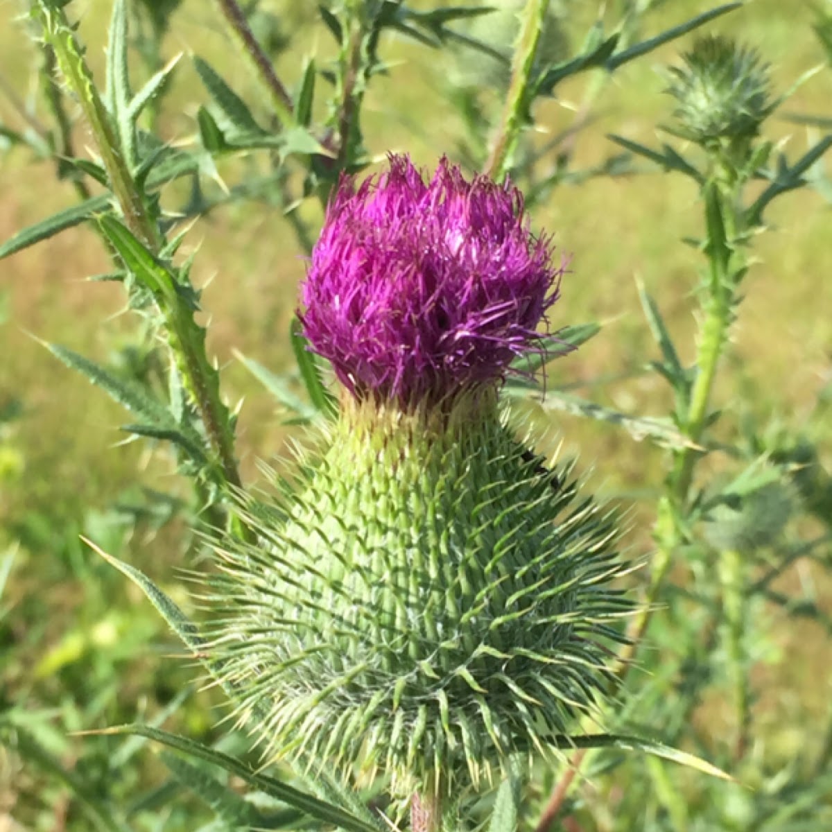 Bull Thistle