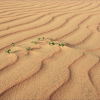 Strenua resistenza alla desertificazione di 