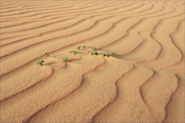 Strenua resistenza alla desertificazione di alberto raffaeli