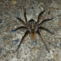 Wolf spider?