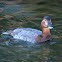 Porrón europeo (Common pochard)