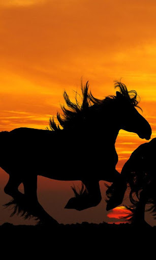 running horses wallpaper