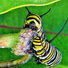 Monarch butterfly caterpillar