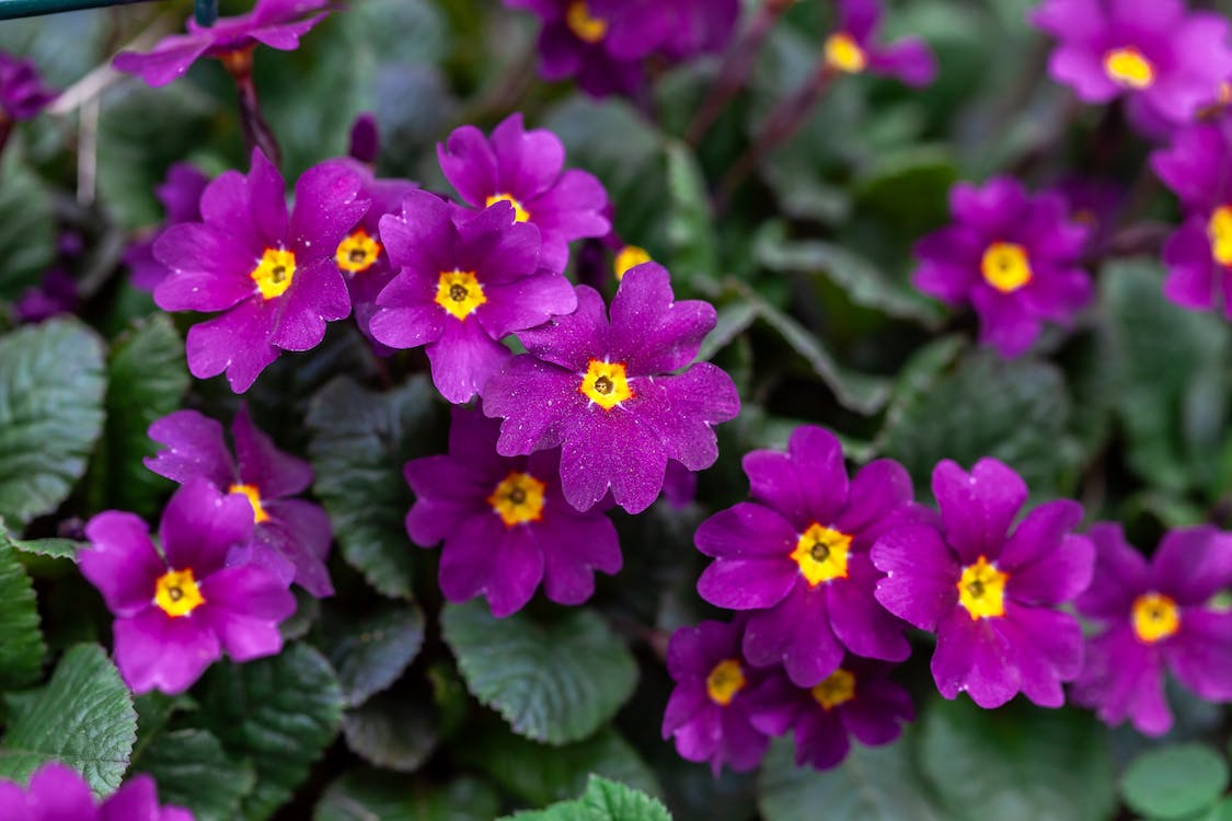 A beautiful bunch of fresh Scottish primrose flowers in Scotland