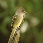 Western Wood-pewee