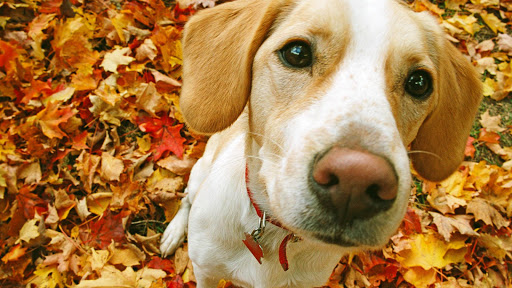 Beagle Dog Live Wallpaper