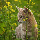 Cat in the garden