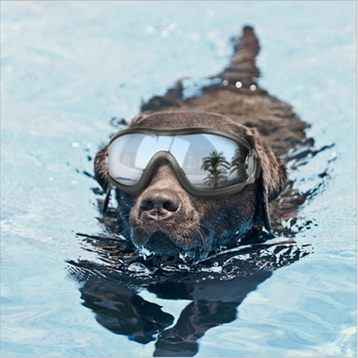 Title 1, Gafas para Perro en Forma Cóncava Impermeables ...