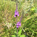 Hoary Vervain