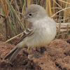 Southwestern Willow Flycatcher