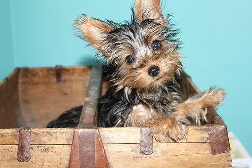 Why Does My Yorkie Sleep Between My Legs?
