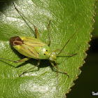 Potato Bug