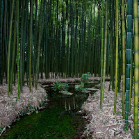 labirinto nel verde.... di 