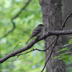 Acadian Flycatcher