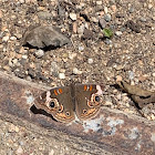 Common buckeye