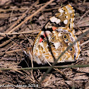 Painted Lady