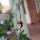 Gulf fritillary caterpillar